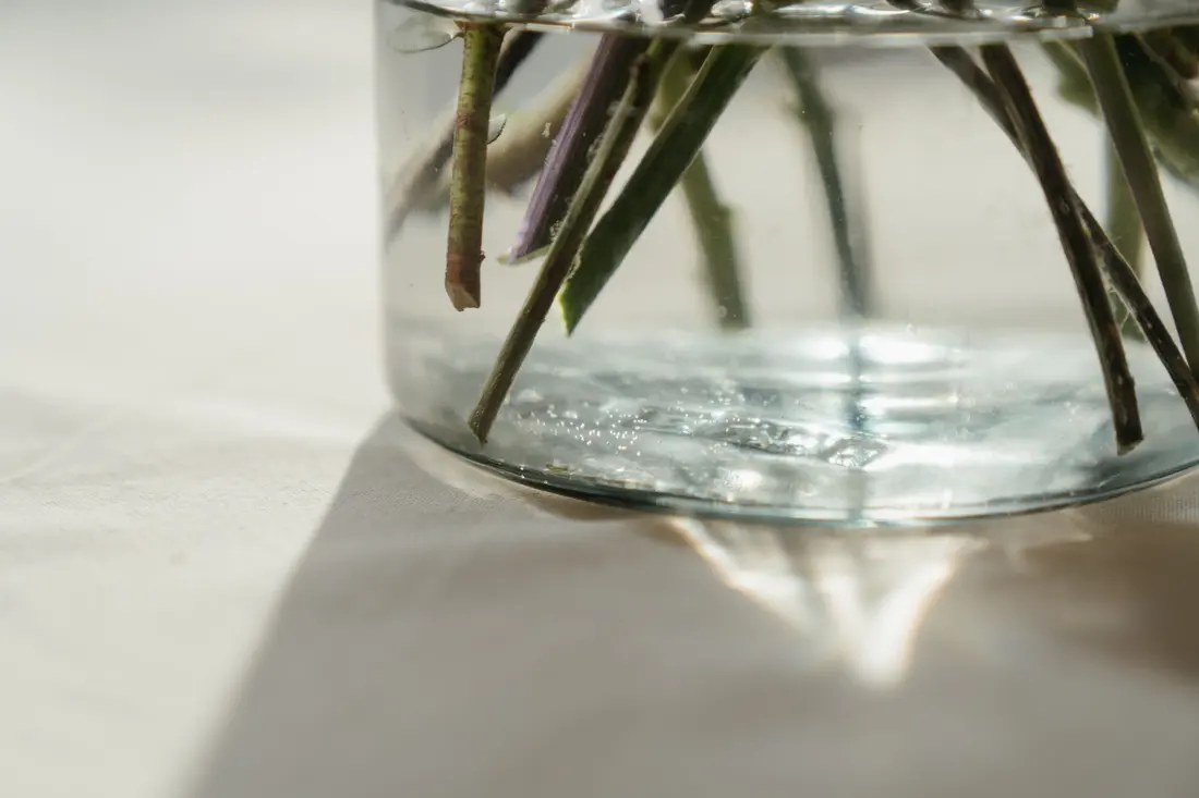 Green Plant in Clear Glass