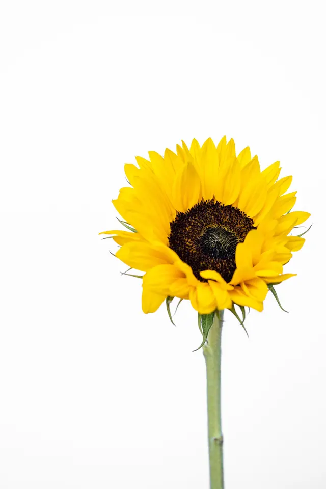 Close-Up Shot of a Sunflower