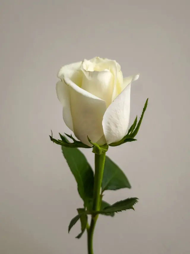 Elegant White Rose on Neutral Background