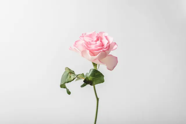 Photo of a Blooming Pink Flower