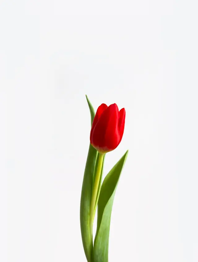 Close-Up Shot of a Red Tulip