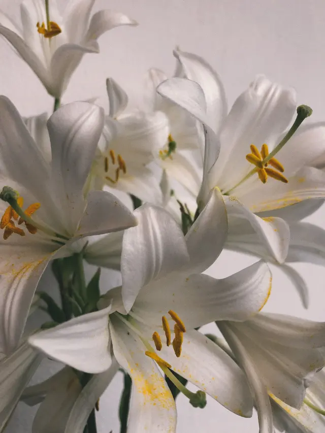 Bunch of Flowers in Close-up Photography