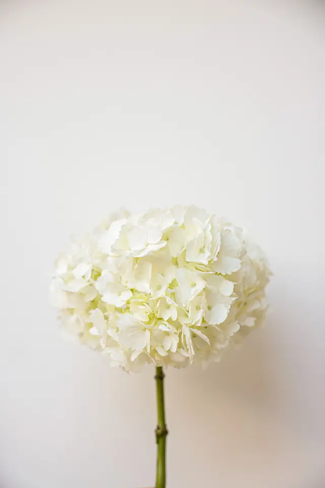 A Ball of White Flowers over a White Surface