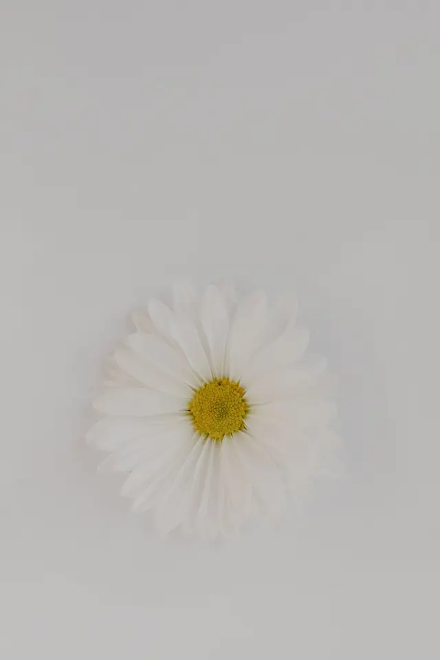 White Flower in Close Up Photography
