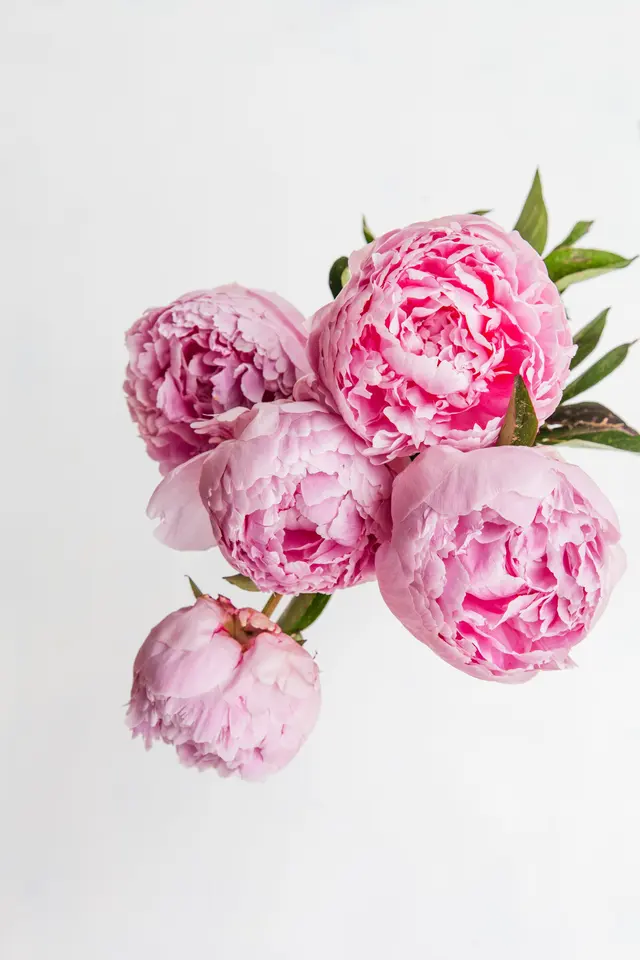 Pink Peonies on a White Background
