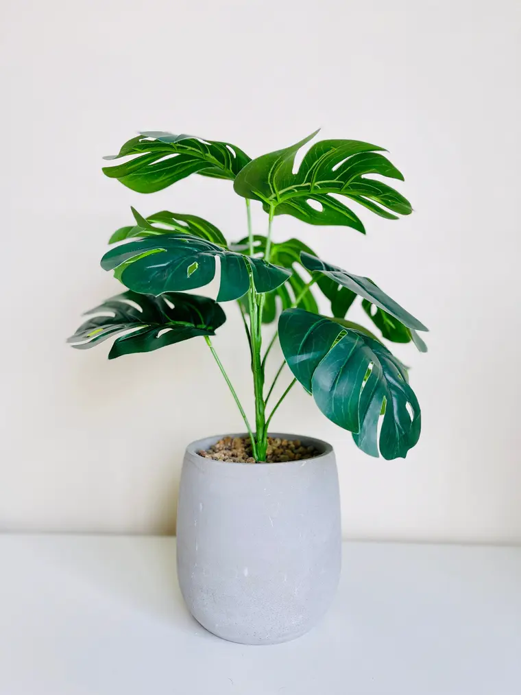 Deve Tabanı — Yarık yapraklı monstera, büyük saksıda.