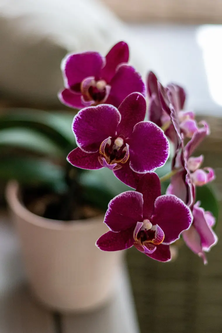 Mor Orkide — Mor phalaenopsis, mat seramikte.
