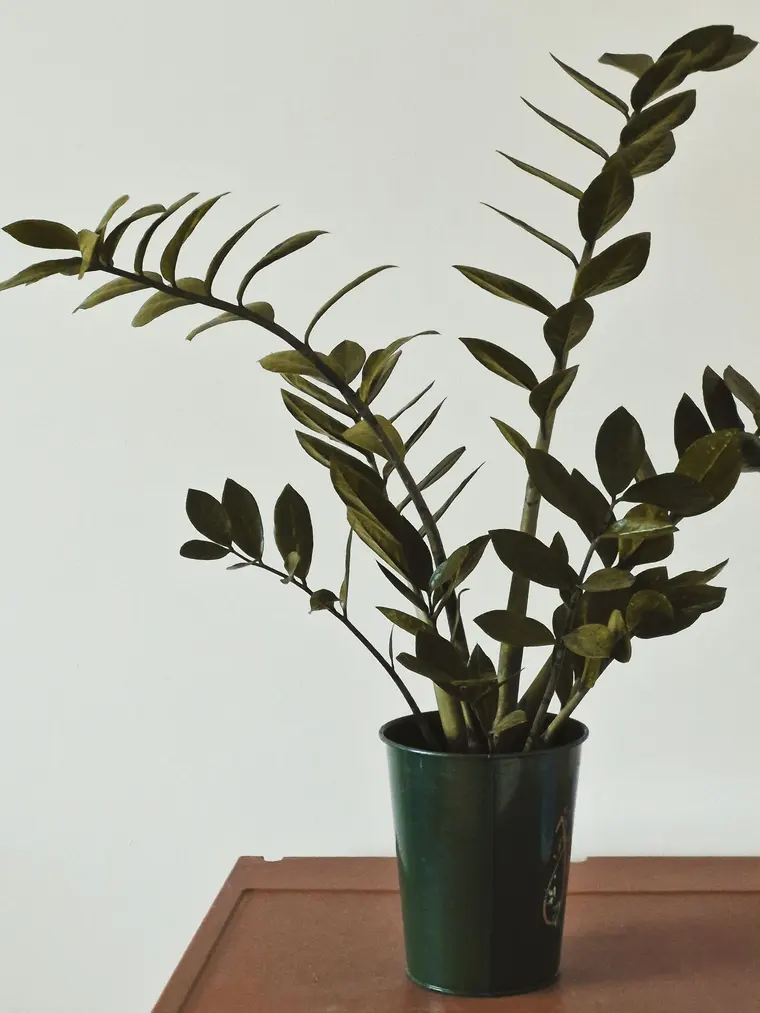 Zamia — Parlak yapraklı, unutulmaya dayanıklı.