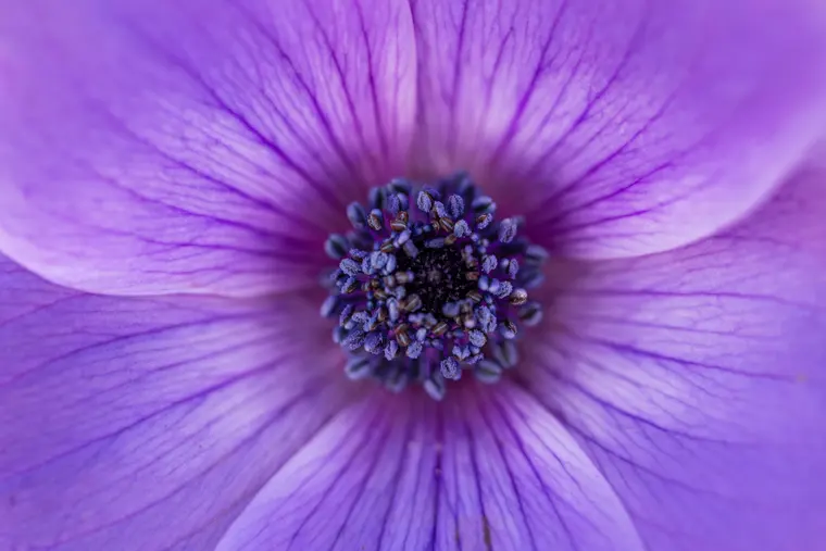 Close-up of a Vibrant Purple Anemone Flower