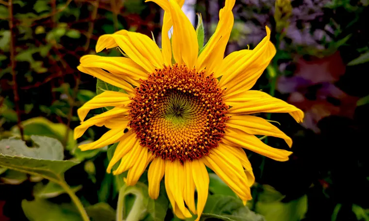 Vibrant Sunflower in Full Bloom Close-Up