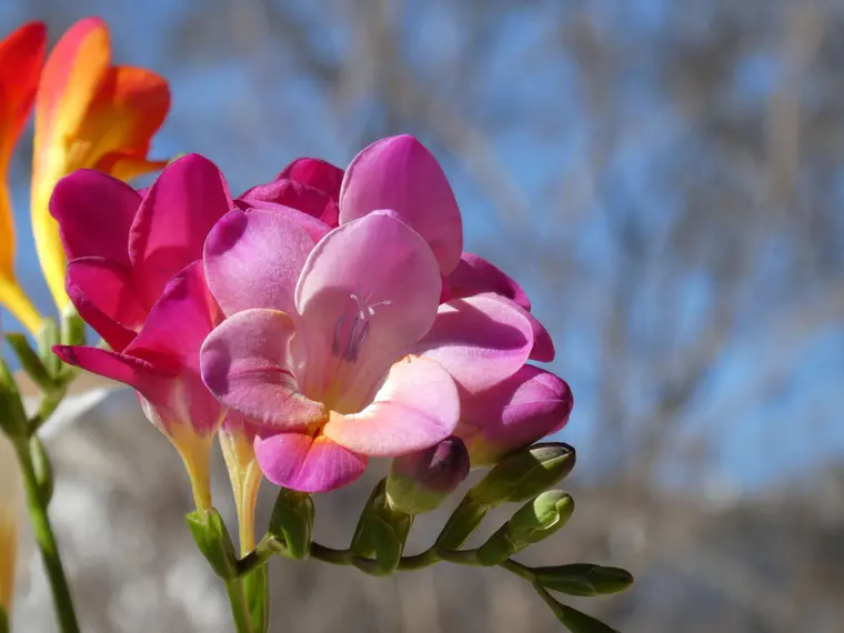 Vibrant Freesia Flowers in Bloom Outdoors