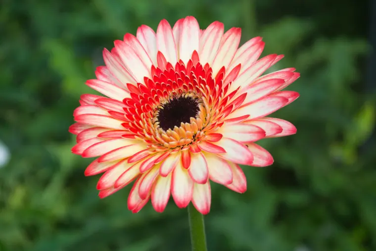 Vibrant Gerbera Daisy Bloom in Spring Garden