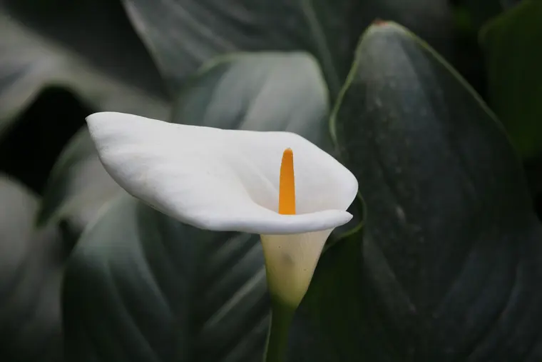 White Tropical Flower 