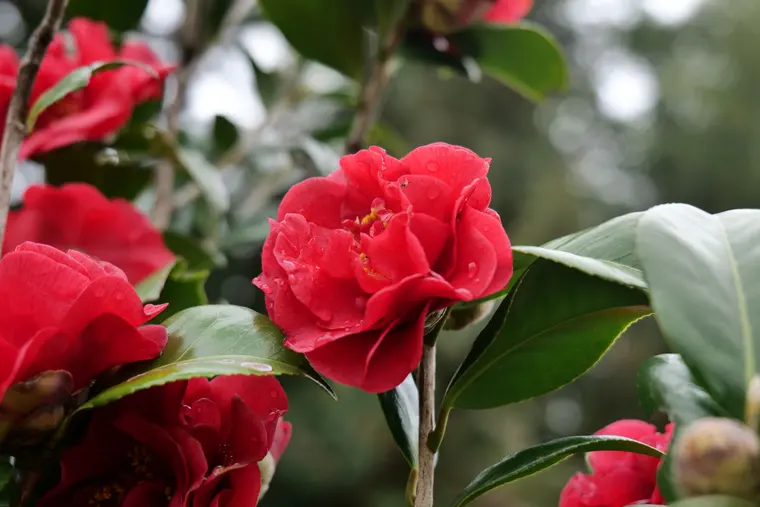 Vibrant Red Camellia Flowers with Dew Drops