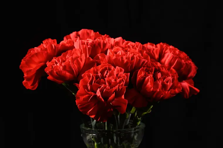 Red Flowers on Black Background