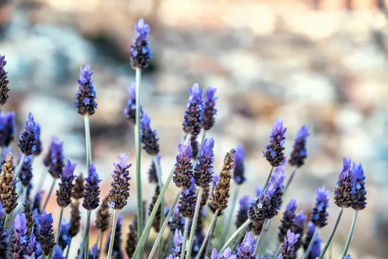 Close-Up of Lavender Flowers