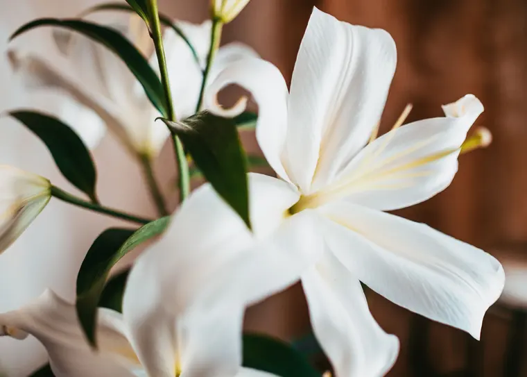 White Flower In Close-up Shot