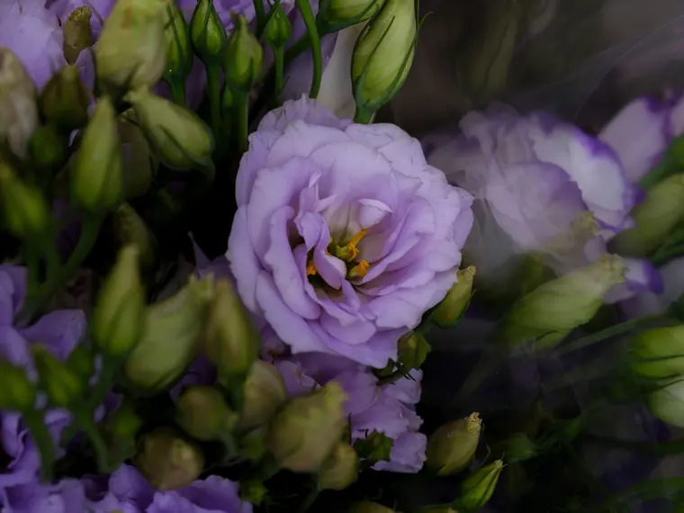Vibrant Purple Lisianthus Flowers in Bloom