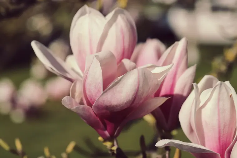 Beautiful Pink and White Magnolia Blossoms in Spring
