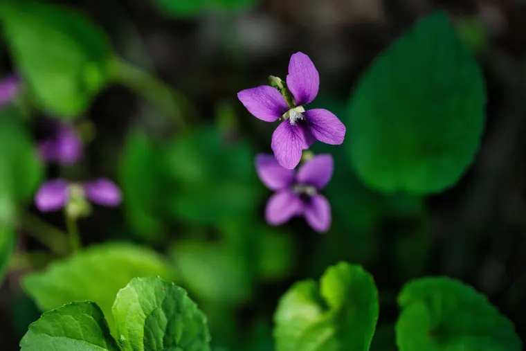 Purple Flowers in Close Up Photography