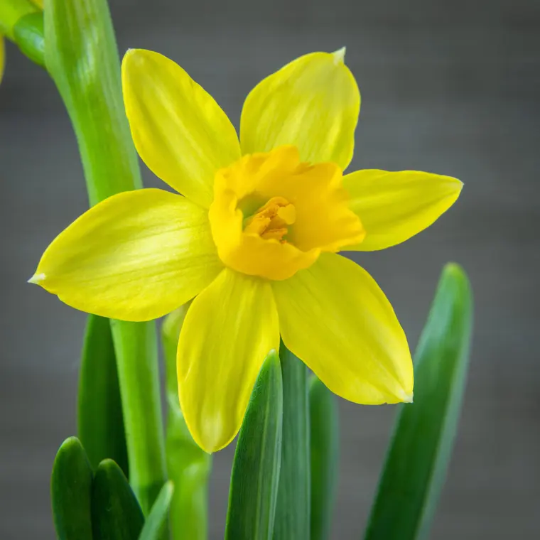 A Close-Up Shot of a Yellow Daffodil