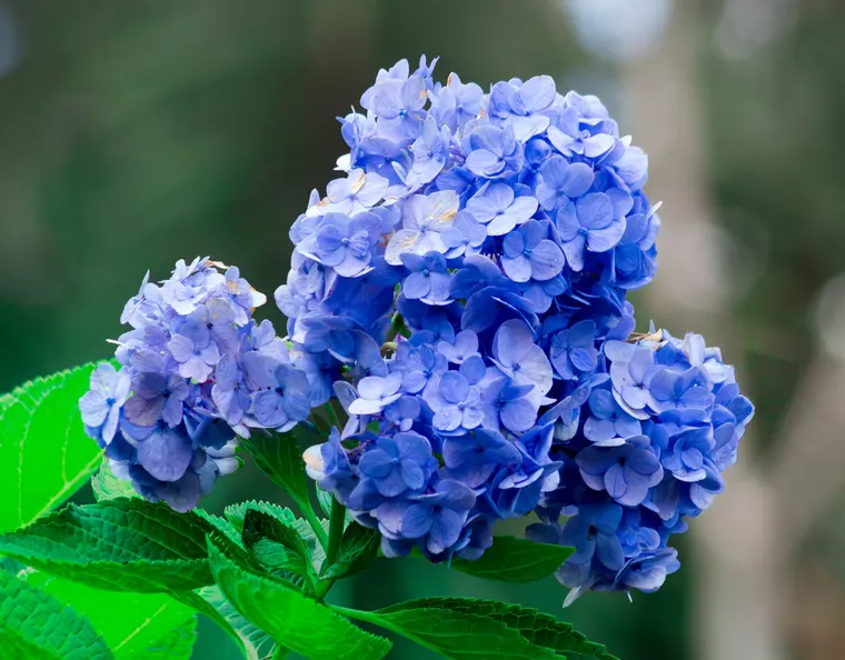 Vibrant Blue Hydrangea Blossoms in Full Bloom