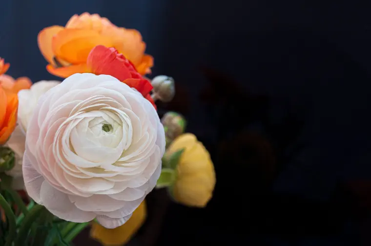 Vibrant Ranunculus Flowers Against Dark Background