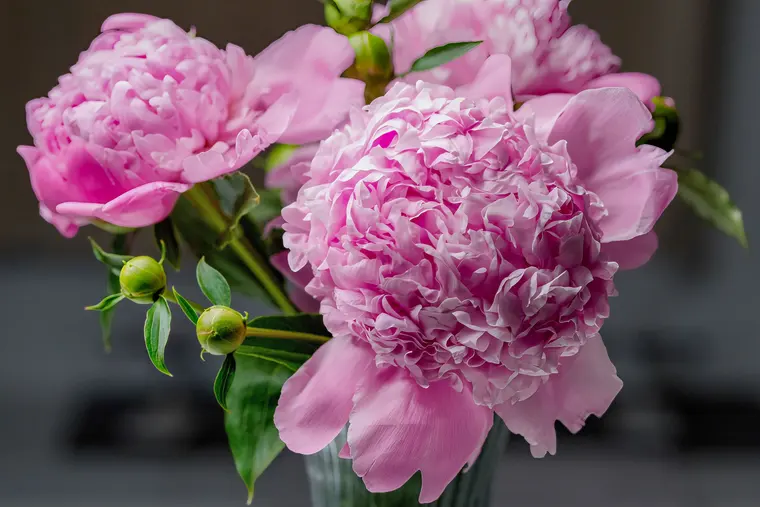 Blooming Pink Peonies in Vase, Darien, Connecticut