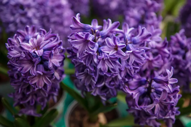 Vibrant Purple Hyacinths in Full Bloom