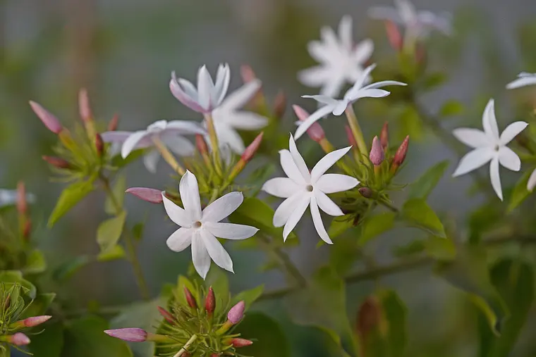 Close-up of White Jasmine Flowers in Bloom