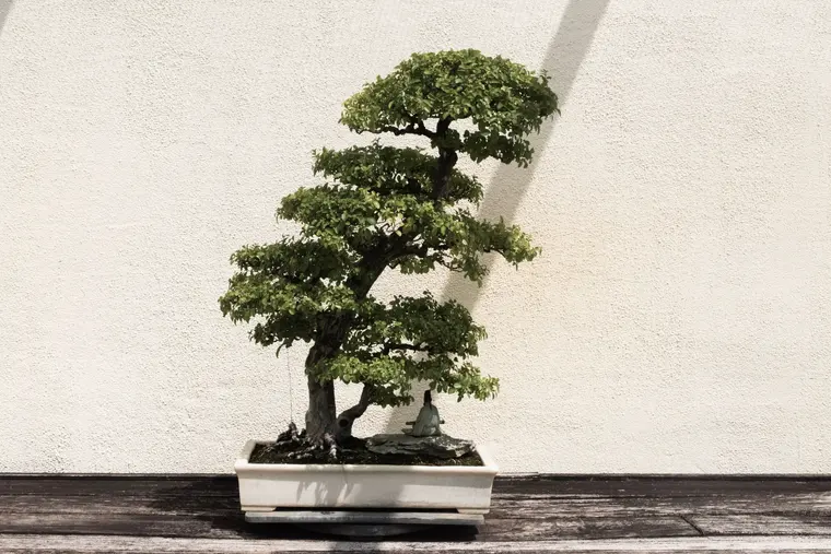 Bonsai Ficus — Ficus ginseng bonsai, sığ seramikte.