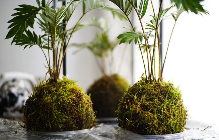 Kokedama — Yosun topunda saksısız bitki.